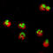 Interleukin 1 Receptor Type 2 antibody, AF-263-NA, R&D Systems, Immunocytochemistry image 