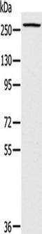 KIAA1027 antibody, TA351785, Origene, Western Blot image 