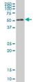 Retinoid X Receptor Alpha antibody, H00006256-M03, Novus Biologicals, Western Blot image 