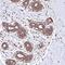 Kelch Domain Containing 4 antibody, HPA041665, Atlas Antibodies, Immunohistochemistry frozen image 