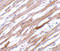 TIR Domain Containing Adaptor Protein antibody, 3155, ProSci, Immunohistochemistry paraffin image 