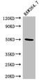 NAD Kinase antibody, A63002-100, Epigentek, Western Blot image 