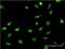 Small Nuclear RNA Activating Complex Polypeptide 4 antibody, H00006621-M01, Novus Biologicals, Immunofluorescence image 