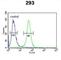 Threonyl-TRNA Synthetase Like 2 antibody, abx034047, Abbexa, Western Blot image 