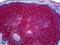 c-Kit antibody, LS-B6057, Lifespan Biosciences, Immunohistochemistry paraffin image 