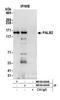 Partner And Localizer Of BRCA2 antibody, NB100-60439, Novus Biologicals, Western Blot image 