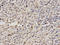 PP4 antibody, A06390, Boster Biological Technology, Immunohistochemistry frozen image 