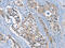 RAD51 Recombinase antibody, CSB-PA247431, Cusabio, Immunohistochemistry frozen image 