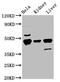 Keratin 18 antibody, CSB-PA012519LA01MO, Cusabio, Western Blot image 
