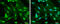 Protein Tyrosine Kinase 2 antibody, GTX132140, GeneTex, Immunofluorescence image 