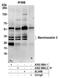 Stanniocalcin 2 antibody, A302-369A, Bethyl Labs, Immunoprecipitation image 