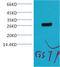 GST antibody, STJ96923, St John