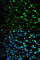 Thymidine Phosphorylase antibody, A1094, ABclonal Technology, Immunofluorescence image 