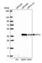 Eukaryotic Translation Initiation Factor 3 Subunit J antibody, NBP2-13953, Novus Biologicals, Western Blot image 