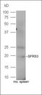 Serine And Arginine Rich Splicing Factor 3 antibody, orb186101, Biorbyt, Western Blot image 