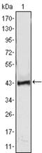 ATPase Secretory Pathway Ca2+ Transporting 1 antibody, abx010431, Abbexa, Western Blot image 