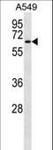 Transmembrane 9 Superfamily Member 1 antibody, LS-C157202, Lifespan Biosciences, Western Blot image 