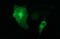 Mitogen-Activated Protein Kinase 13 antibody, LS-C797676, Lifespan Biosciences, Immunofluorescence image 