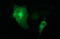 p38 MAPK antibody, LS-C797676, Lifespan Biosciences, Immunofluorescence image 