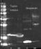 Peptidase Inhibitor 15 antibody, R1115BS, Origene, Western Blot image 
