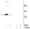 Cyclin Dependent Kinase 1 antibody, P00209, Boster Biological Technology, Western Blot image 