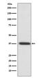 Rhodopsin antibody, M00083, Boster Biological Technology, Western Blot image 