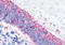 Corticotropin Releasing Hormone Receptor 2 antibody, MBS247322, MyBioSource, Immunohistochemistry frozen image 