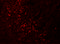 Tripartite Motif-Containing 51 antibody, 6409, ProSci, Immunofluorescence image 