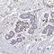ATPase Secretory Pathway Ca2+ Transporting 2 antibody, NBP2-14329, Novus Biologicals, Immunohistochemistry frozen image 