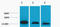 Histone H3 antibody, STJ97215, St John