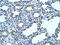 Fructose-Bisphosphatase 1 antibody, PA5-41999, Invitrogen Antibodies, Immunohistochemistry paraffin image 