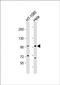 Cyclin E2 antibody, orb345568, Biorbyt, Western Blot image 