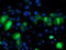 Interferon Regulatory Factor 6 antibody, TA503345, Origene, Immunofluorescence image 