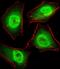 General Transcription Factor IIi antibody, GTX81672, GeneTex, Immunofluorescence image 