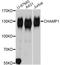 Chromosome Alignment Maintaining Phosphoprotein 1 antibody, A11690, ABclonal Technology, Western Blot image 