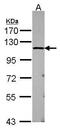 Ubiquitin Specific Peptidase 5 antibody, PA5-30265, Invitrogen Antibodies, Western Blot image 