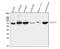 Arachidonate 15-Lipoxygenase antibody, PB9073, Boster Biological Technology, Western Blot image 