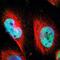 mCLOCK antibody, NBP1-88615, Novus Biologicals, Immunofluorescence image 