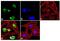 SRY-Box 21 antibody, 720156, Invitrogen Antibodies, Immunofluorescence image 