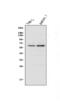 Neutrophil Cytosolic Factor 2 antibody, A02476-1, Boster Biological Technology, Western Blot image 