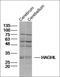 Glycogen Synthase Kinase 3 Alpha antibody, orb312257, Biorbyt, Western Blot image 