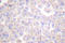 Claudin 2 antibody, LS-C175966, Lifespan Biosciences, Immunohistochemistry frozen image 