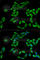 Pleckstrin Homology Like Domain Family A Member 2 antibody, A6244, ABclonal Technology, Immunofluorescence image 