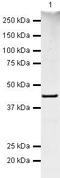 Midkine antibody, PA5-19640, Invitrogen Antibodies, Western Blot image 