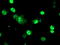 TAL BHLH Transcription Factor 1, Erythroid Differentiation Factor antibody, LS-C173515, Lifespan Biosciences, Immunofluorescence image 