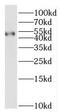 Butyrophilin Like 8 antibody, FNab00986, FineTest, Western Blot image 