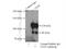 Ectonucleoside Triphosphate Diphosphohydrolase 1 antibody, 19229-1-AP, Proteintech Group, Immunoprecipitation image 