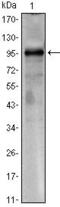 CREB Regulated Transcription Coactivator 1 antibody, MA5-15666, Invitrogen Antibodies, Western Blot image 