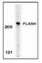 Caspase 8 Associated Protein 2 antibody, GTX28420, GeneTex, Western Blot image 