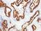 Keratin 18 antibody, MBS439292, MyBioSource, Immunohistochemistry frozen image 